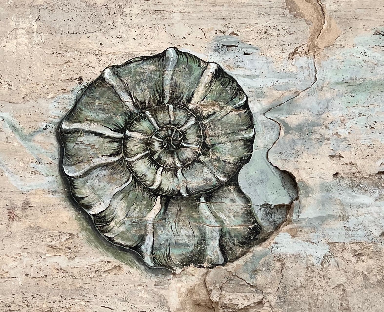 A chambered nautilus shell at the edge of a tide pool among smooth stones